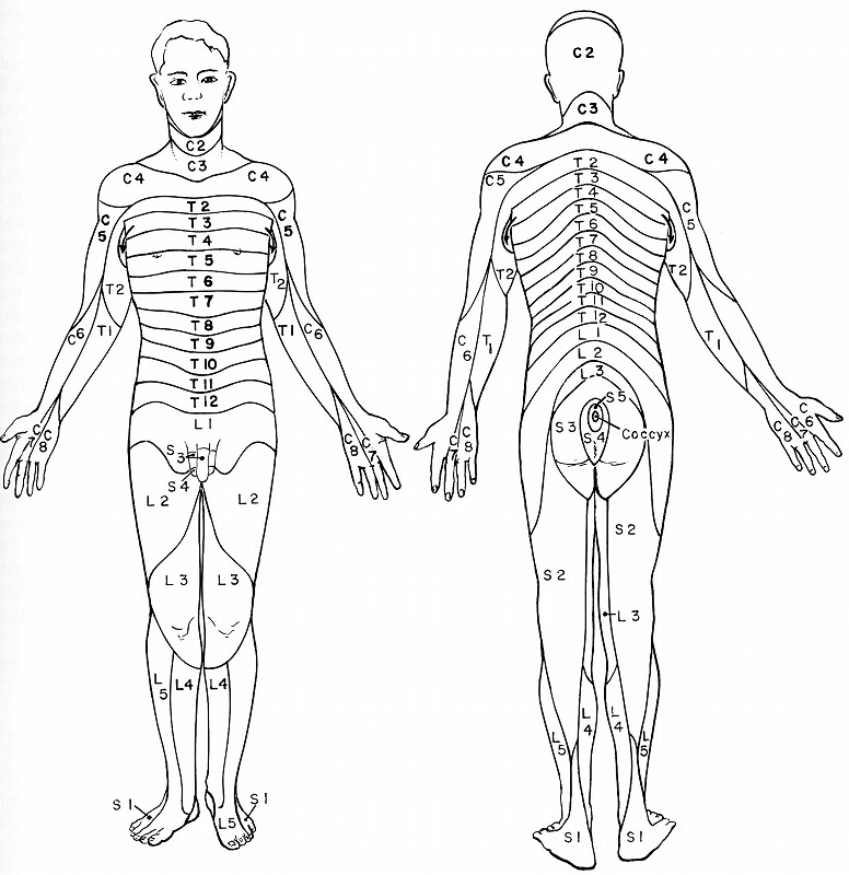 Printable Dermatome Chart